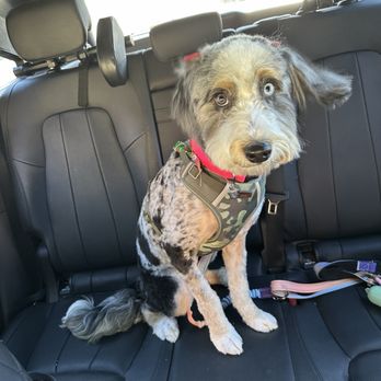 Fluff City Pet Spa - Connie's new hair cut - Pet Groomers Near Me - Newbury Park, California