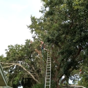 Sylvester's Tree Service - Tree Services Near Me - Bradenton, Florida Sylvester's Tree Service - Tree Services Near Me - Bradenton, Florida