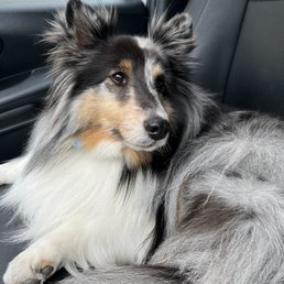 Harvey freshly groomed Harvey freshly groomed