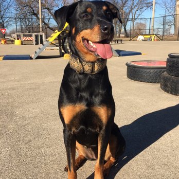 Jackson Bark - Sixx enjoying Jackson Bark! - Dog Parks Near Me - Chicago, Illinois
