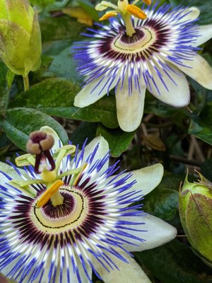 Cloud & Leaf Bookstore, LLC by null