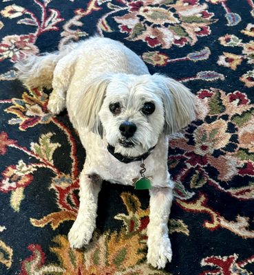 Dogma Grooming + Pet Needs by null