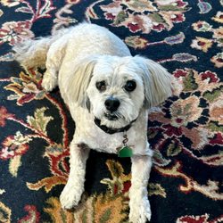 Dogma Grooming & Pet Needs - Looking good Sadie, thanks to Dogma!