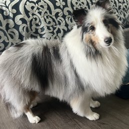 Angel the Sheltie says thank you and I will be back! Angel the Sheltie says thank you and I will be back!