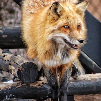 Colorado Wolf and Wildlife Center - Zoos Near Me - Divide, Colorado Colorado Wolf and Wildlife Center - Zoos Near Me - Divide, Colorado