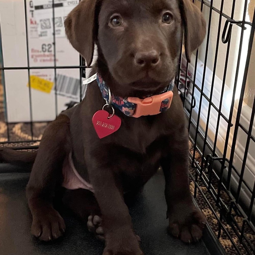 Cocoa