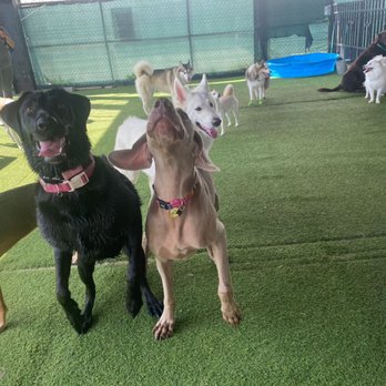 Fit & Go Pets - Dog Walkers Near Me - Miami, Florida Fit & Go Pets - Dog Walkers Near Me - Miami, Florida