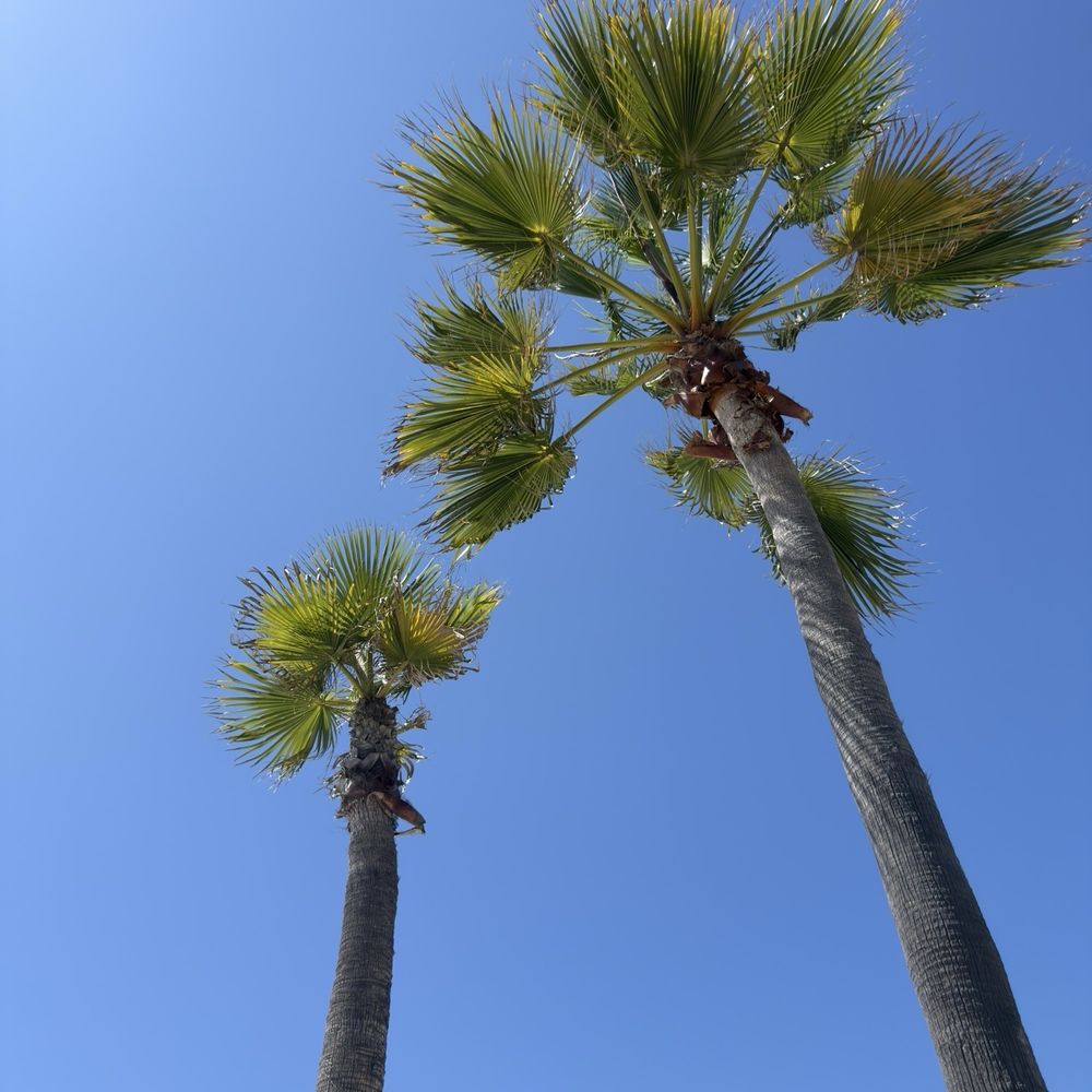 Coronado Island - Local Flavor Near Me