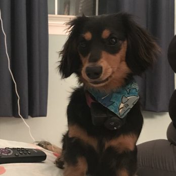 Classy Canine Salon - Pet Groomers Near Me - Dothan, Alabama
