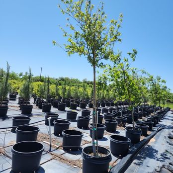 Hope Valley Tree Farm - The tree close in size. They did state a more established tree would better match "shade" but I chose this. - Tree Services Near Me - Bastrop, Texas