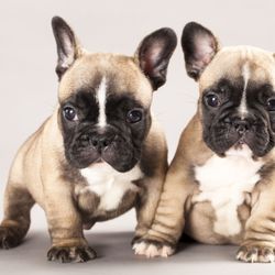 Cutest Puppies Forever