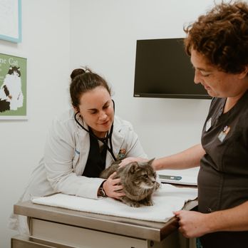 4 Paws Animal Clinic - Veterinarians Near Me - Winter Park, Florida 4 Paws Animal Clinic - Veterinarians Near Me - Winter Park, Florida