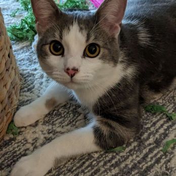 The Comforted Kitty - Pet Sitting Near Me The Comforted Kitty - Pet Sitting Near Me