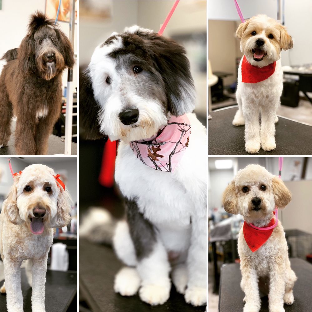 EXCLUSIVELY DOGS KC 129 Photos 1060 NE Mcquerry Rd, Grain Valley