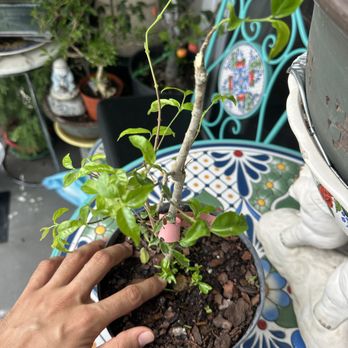 Wigert's Bonsai - Nurseries & Gardening Near Me - North Fort Myers, Florida Wigert's Bonsai - Nurseries & Gardening Near Me - North Fort Myers, Florida
