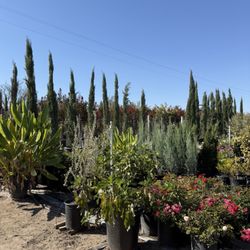 Stepping Stone Nursery - Huge selection!