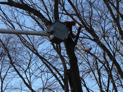 Turner Tree Service - tree service in Milford, CT