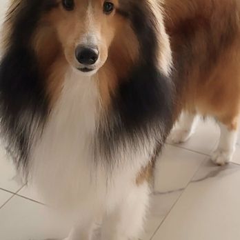 Silver Trails Shelties - Pet Boarding Near Me - Loxahatchee, Florida Silver Trails Shelties - Pet Boarding Near Me - Loxahatchee, Florida