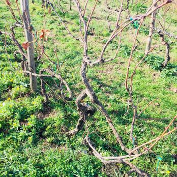 Minardi Winery Tours - Grape vines - Food Tours Near Me - Frascati, RM