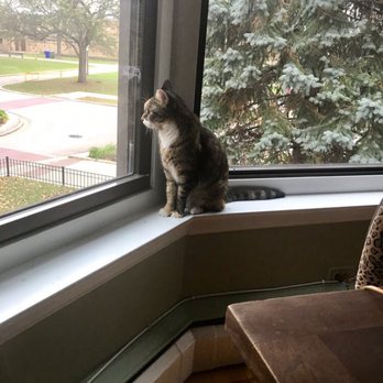 Felines & Canines - Animal Shelters Near Me - Chicago, Illinois