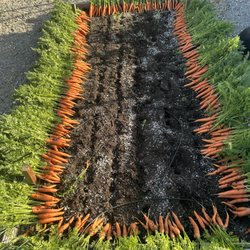 Street Steam Bunz - Carrots from the food truck kitchen garden for the rice bowls