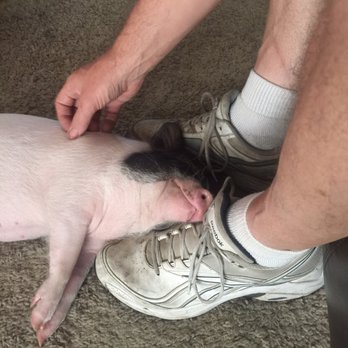 SoCalMiniPigs - Pet Breeders Near Me - Valley Center, California