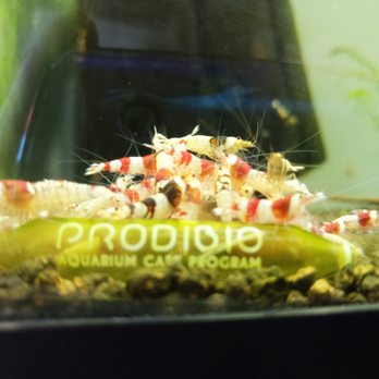 ShrimpFever - Pet Stores Near Me - Toronto, Ontario