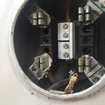 Ace Electrical Services - Lizard didn't make it. - Electricians Near Me - Katy, Texas