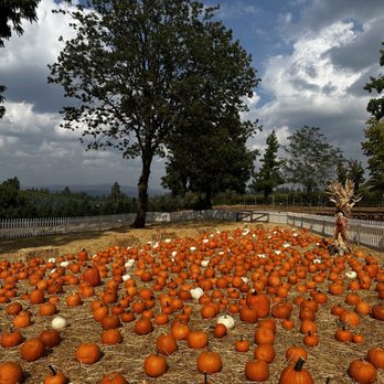 Boa Vista Orchards - Pumpkin patch - Fruits & Veggies Near Me - Placerville, California