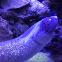 NorthBay AquaTech - A moray eel is just one of the many possibilities for your aquatic art dreams.