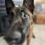 Photo of No Quarter K9