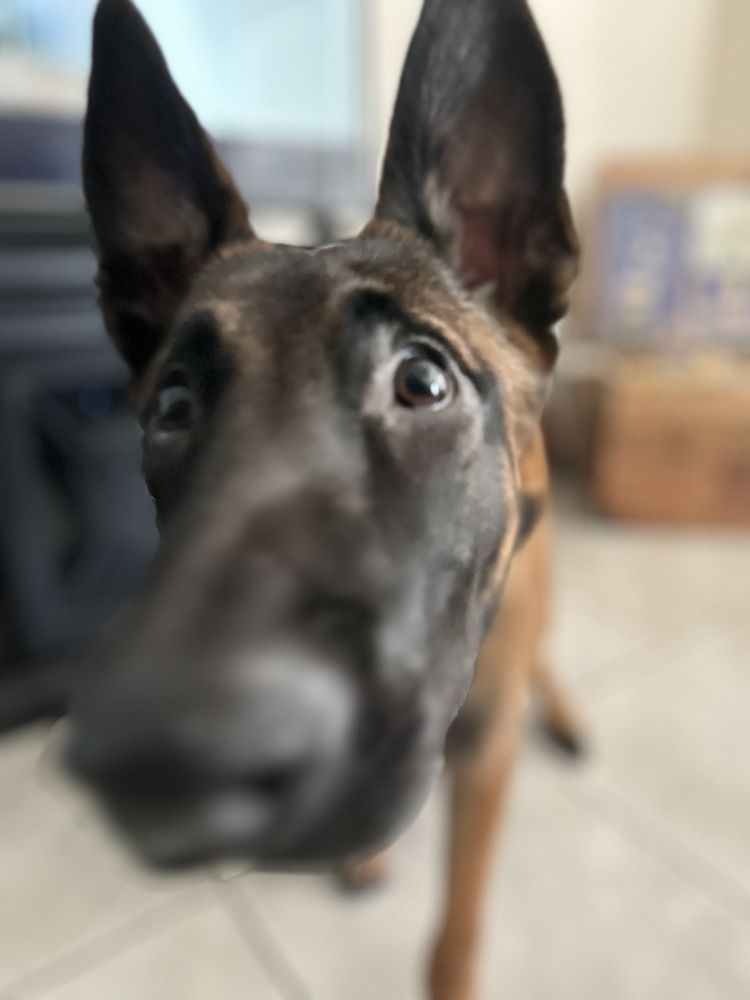 NO QUARTER K9 Updated July 2024 34 Photos Yulee, Florida Pet