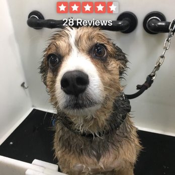 Self Serve Pet Spa - Brodi, very happy customer - Pet Groomers Near Me - Bakersfield, California