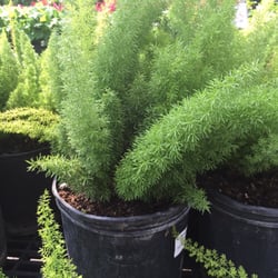 Houston Garden Centers