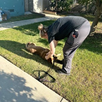 Pacific Coast Dog Rescue - Animal Shelters Near Me Pacific Coast Dog Rescue - Animal Shelters Near Me