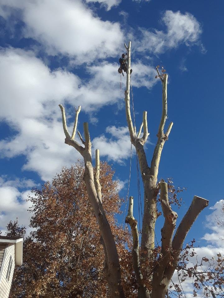 Silver State Tree Service and Lawn Care - tree service in Sparks, NV