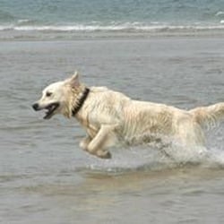 Pets Go Walkies - Photo from Official website: http://www.petsgowalkies.co.uk/