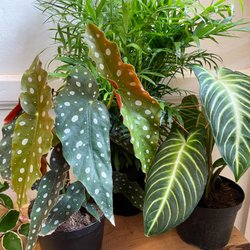 The Split Leaf
