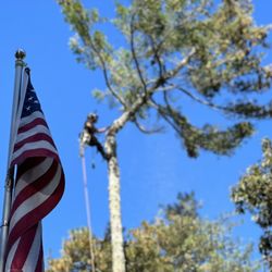 The Little Tree Company - American operated business