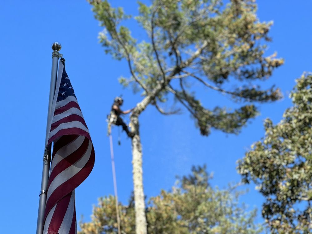 The Little Tree Company - tree service in Walpole, MA