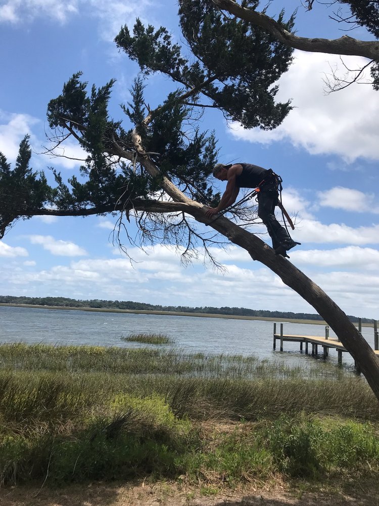 DAVE’S TREE SERVICE Updated August 2024 14 Photos 41 Westridge Ln