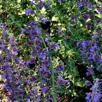 Durand Open Space - Pollinating - Parks Near Me - Albuquerque, New Mexico