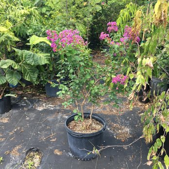 America's 1st Choice Property Maintenance - Landscape plants available - Tree Services Near Me America's 1st Choice Property Maintenance - Landscape plants available - Tree Services Near Me