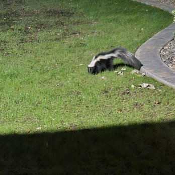 Animal Capture Wildlife Control - Tearing up the lawn to get to grubs and worms - Pest Control Near Me - Bakersfield, California Animal Capture Wildlife Control - Tearing up the lawn to get to grubs and worms - Pest Control Near Me - Bakersfield, California