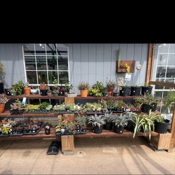 Redenta's Garden - Nurseries & Gardening Near Me - Dallas, Texas Redenta's Garden - Nurseries & Gardening Near Me - Dallas, Texas