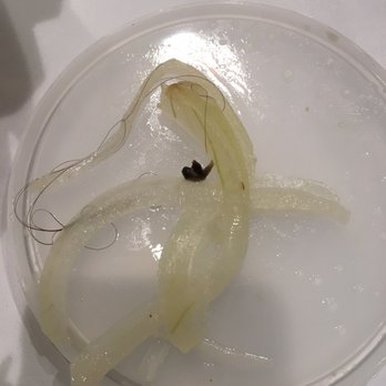 The Vulcan Cafe - This is the glob of hair I found floating along the top of my soup today - Thai Near Me - Oakland, California The Vulcan Cafe - This is the glob of hair I found floating along the top of my soup today - Thai Near Me - Oakland, California