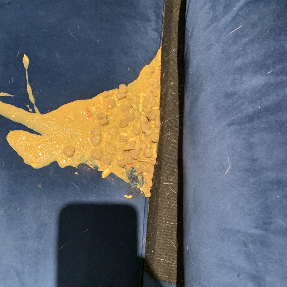Dog Kingdom Miami - My dog is constantly vomiting and can't hold down any food. - Pet Training Near Me - Miami, Florida Dog Kingdom Miami - My dog is constantly vomiting and can't hold down any food. - Pet Training Near Me - Miami, Florida