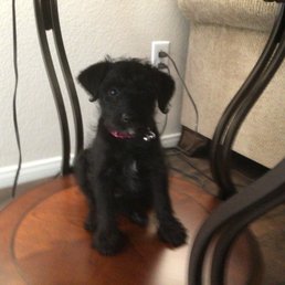 This is our pup Luca. She had her first grooming today
