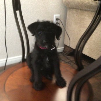Muddy Paws - This is our pup Luca. She had her first grooming today - Pet Groomers Near Me