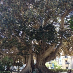 La Glorieta - El árbol del parque, uau